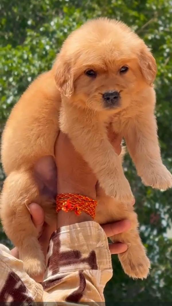 Beautiful Golden Retriever Pup