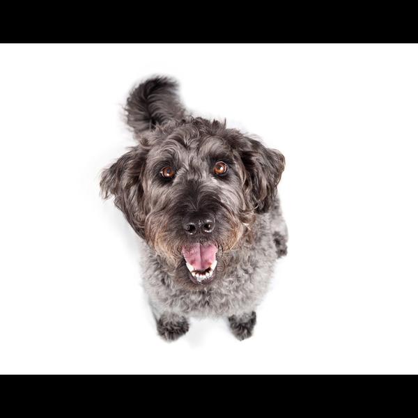 Kennel cough is a contagious r