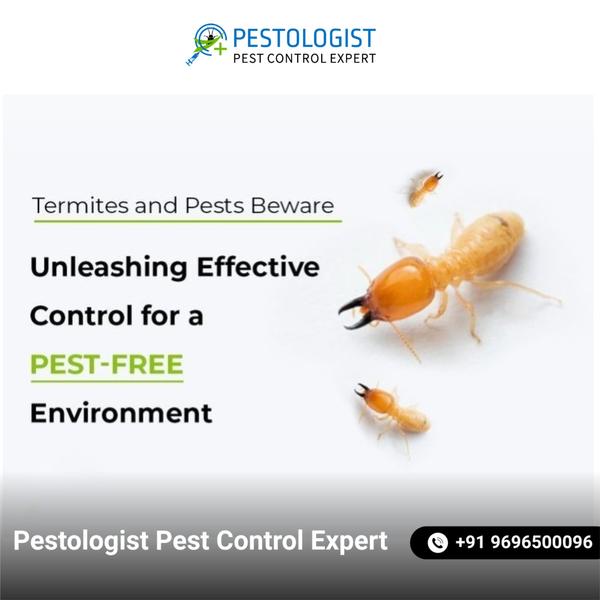 Pest Control In Jaipur Pe