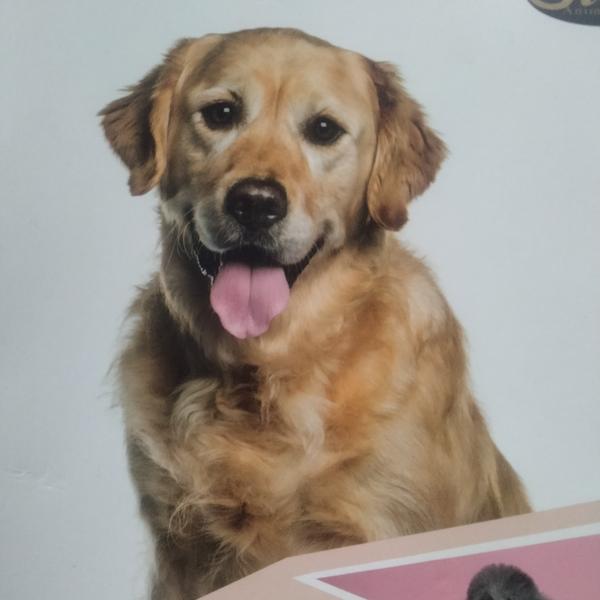 Canine par
