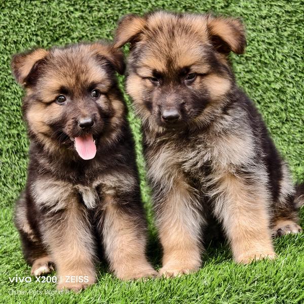 GSD German