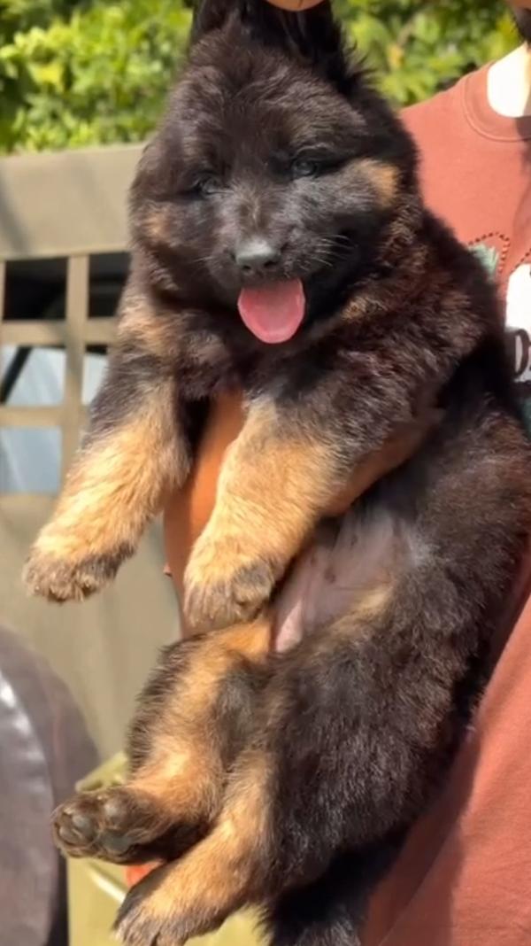 All types of Dogs Breed Puppie