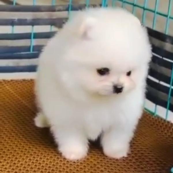 So so and so beautiful puppies