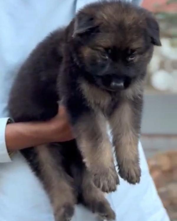 Top Quality German Shepherd pu