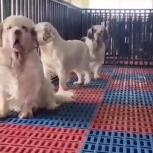 All types of Dogs Breed Puppie