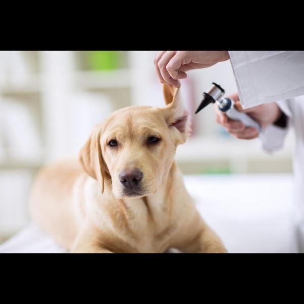Ear mites are tiny parasites t