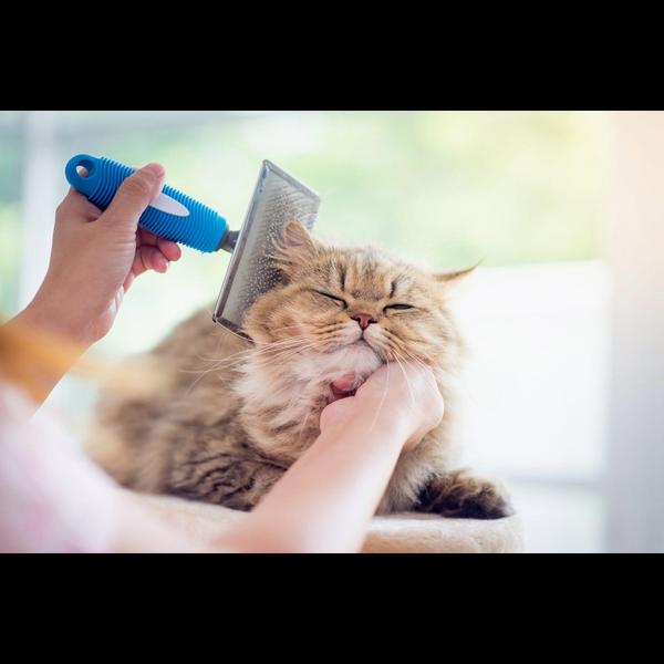 Professional grooming helps ke