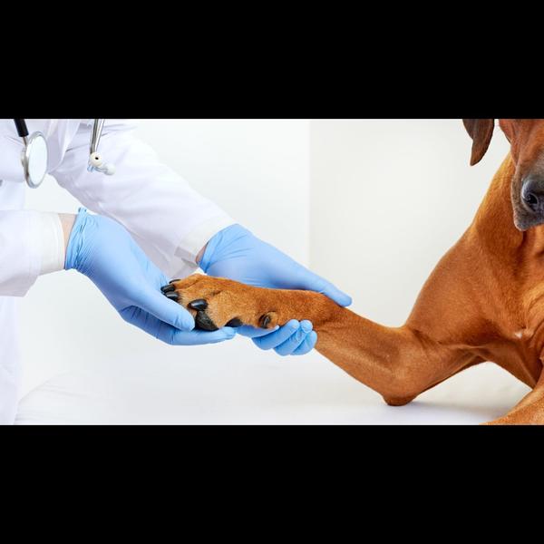 Paw care i