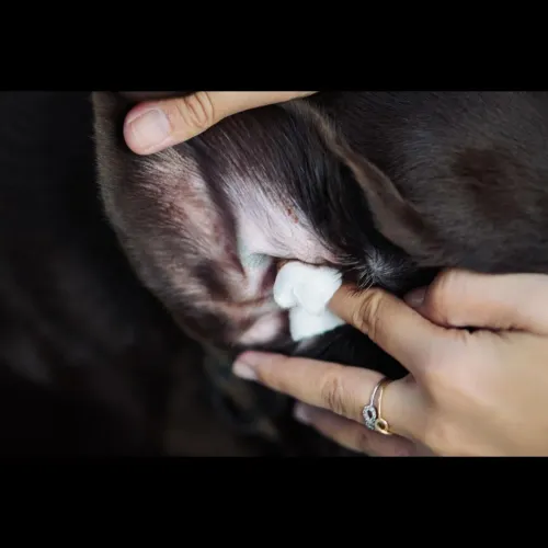 reducing pet ear irritation