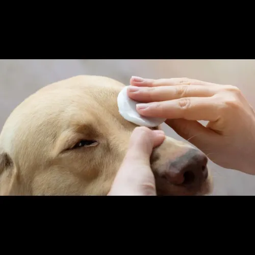 pet eye hygiene maintenance
