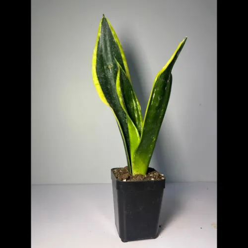 healthy well maintained plants