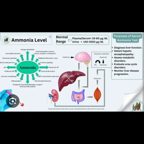 An ammonia blood test measures