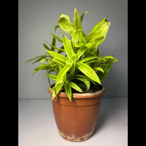lemon plants cantonment