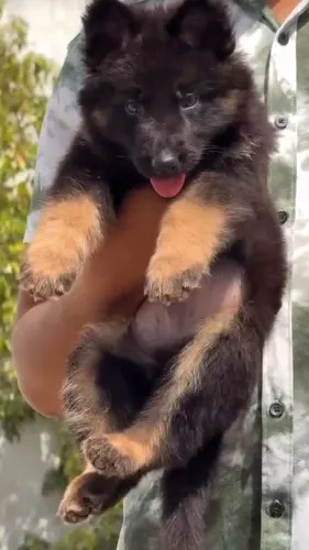 German shepherd male puppy