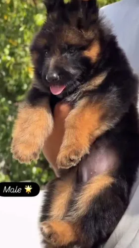 Top quality of Dogs Breed Pupp