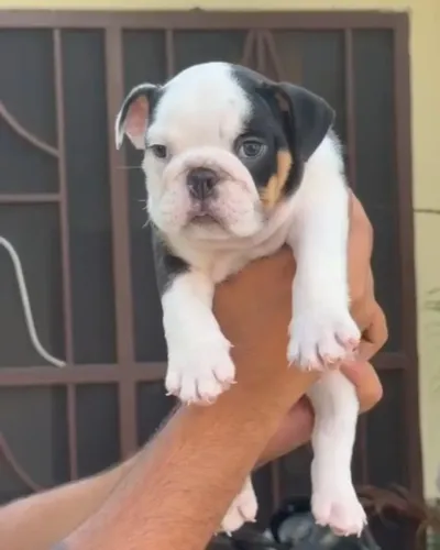 Beautiful puppies in Amit Pet 