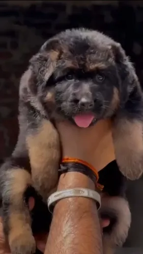 Top class German shepherd pupp