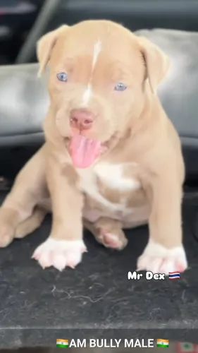 All types of Dogs Breed Puppie