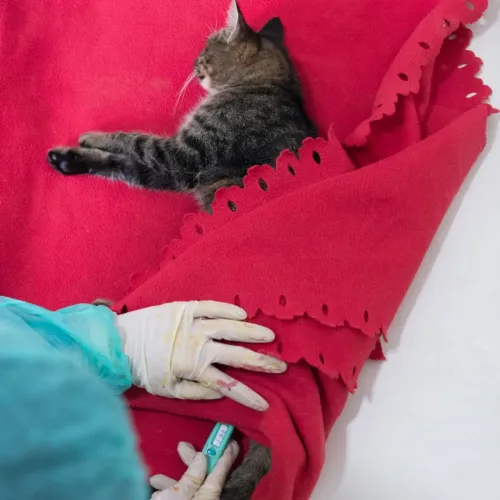 Heat pad t