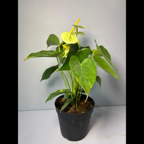fruit bearing plants and trees