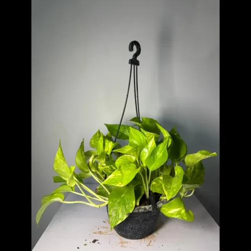 healthy vibrant indoor plants