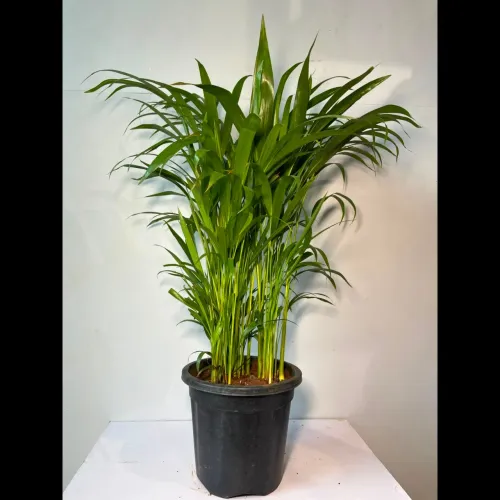 areca palm indoor plants