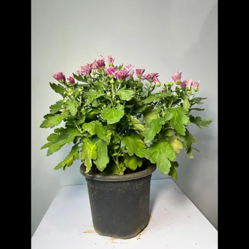 brighten any indoor or outdoor