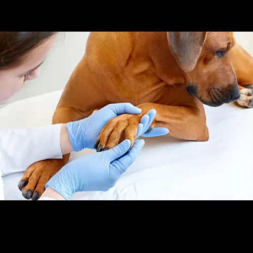 Paw itching in pets can be cau