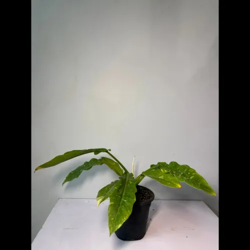 curry leaves mint garden plant