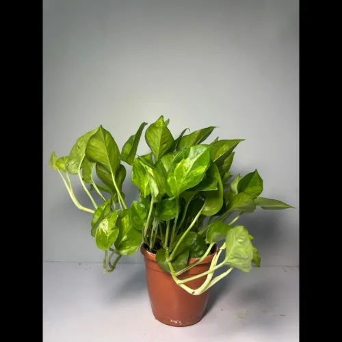 ariyamangalam medicinal herbs 