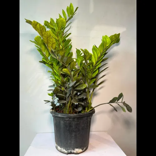 curry leaves mint garden plant
