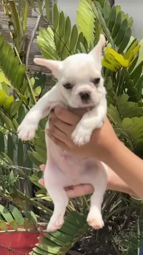 All types of Dogs Breed Puppie