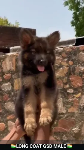 Top quality of Dogs Breed Pupp