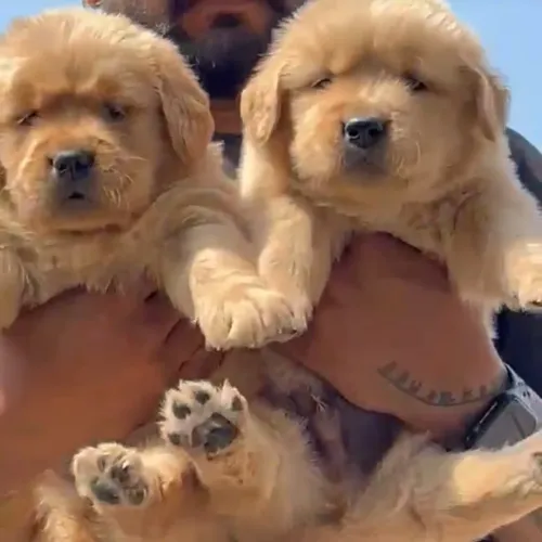 Beautiful puppies available in