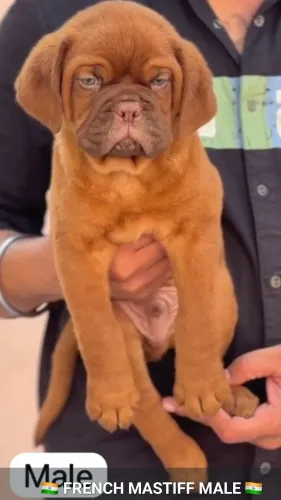 All types of Dogs Breed Puppie