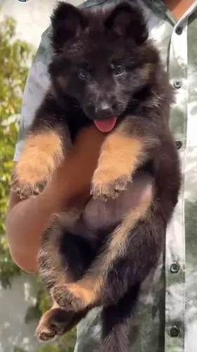 Top quality German shepherd pu