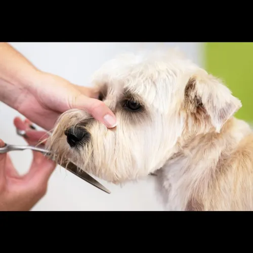 Professional grooming, zero cu