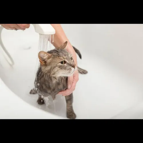 A medicated bath helps treat s