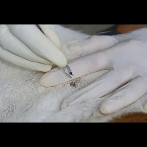 safe tick removal with tweezer