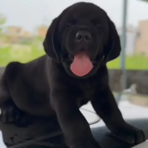 Top quality of Dogs Breed Pupp