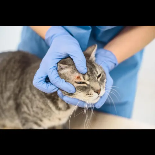 Skin infections in pets can ca
