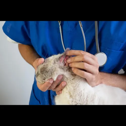 Ear infections in pets can cau