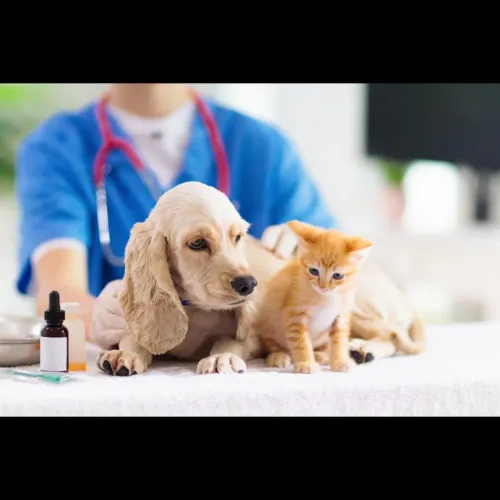 ARV (Anti-Rabies) vaccination 