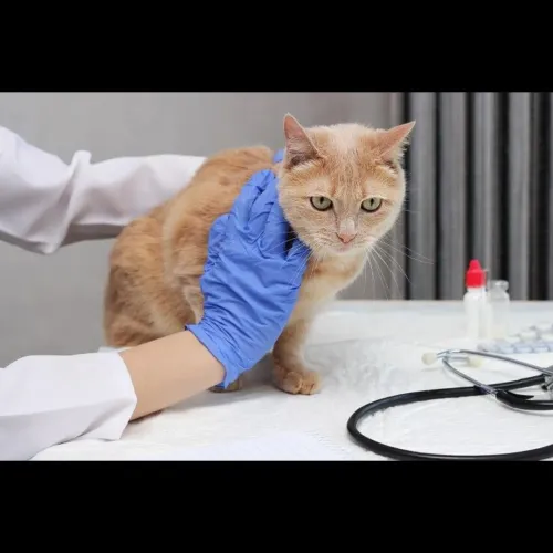 Liver problems in pets can cau
