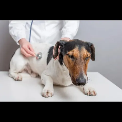 Kidney problems in pets can ca