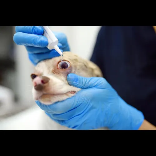 Eye problems in pets can cause