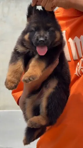 Top quality German shepherd pu