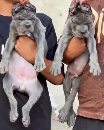 All types of Dogs Breed Puppie