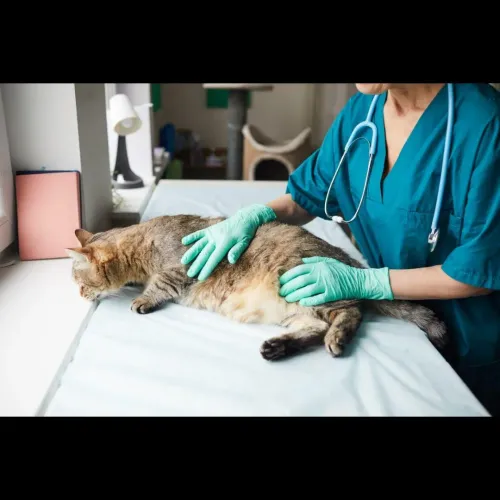 Digestive problems in pets can