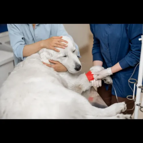 Leg pain in pets can result fr
